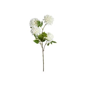 Krysantemum stilk