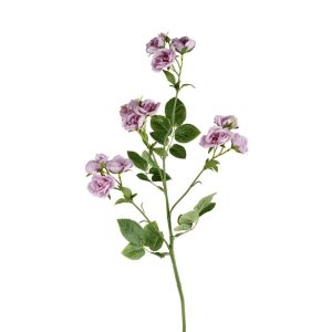 Grenrose, Lilla