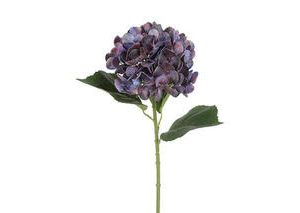 Hortensia Purple